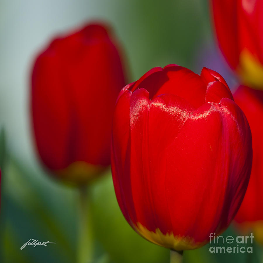 Flower Photograph - Tulip Perfection by Bon and Jim Fillpot
