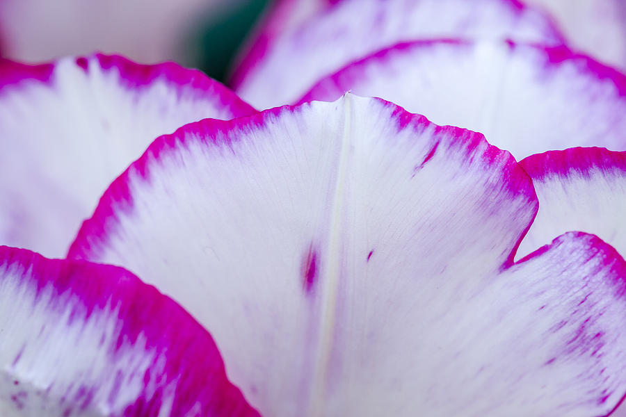 Tulip Petal in Pink and White Photograph by Teri Virbickis