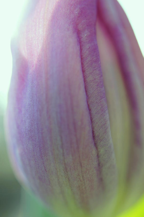 Tulip Petal Photograph by Laurie Perry