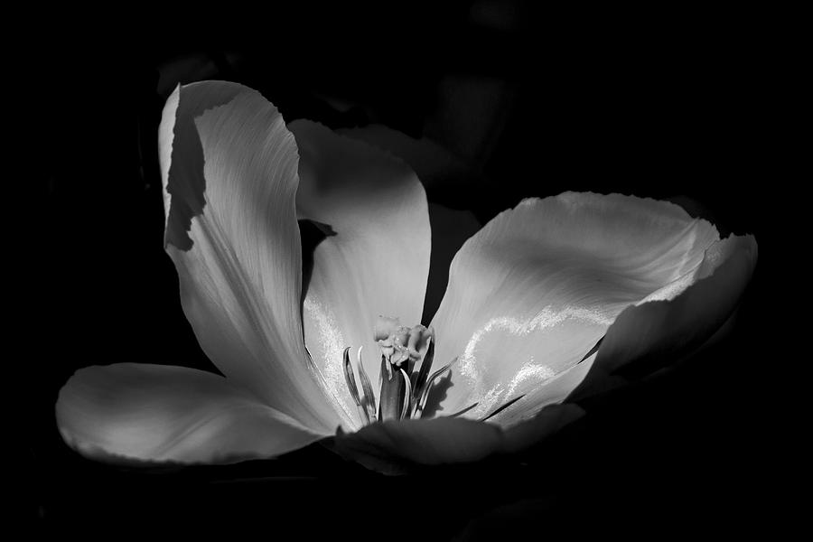 Tulip Photograph - Tulip petals - 365-24 by Inge Riis McDonald
