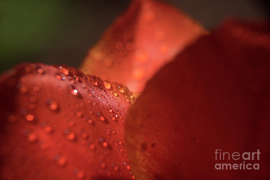 Tulip Raindrops-3786 Photograph by Steve Somerville