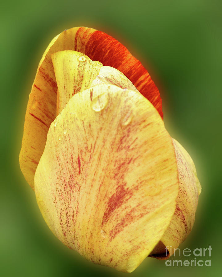 Tulip Petals And Raindrops Photograph by Smilin Eyes Treasures