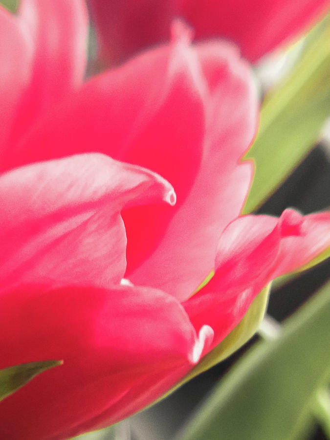 Spring Photograph - Tulip Petals by Cesar Vieira