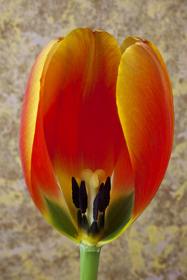 Tulip Photograph - Tulip petals by Garry Gay