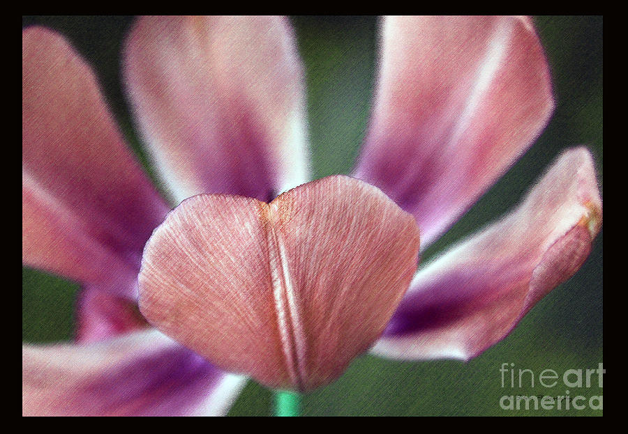 Tulip Petals in Pastels Framed in Black Photograph by Nina Silver