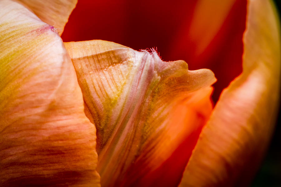 Tulip Petals Photograph by Jay Stockhaus