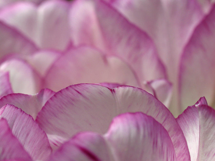 Tulip Photograph - Tulip Petals by Juergen Roth