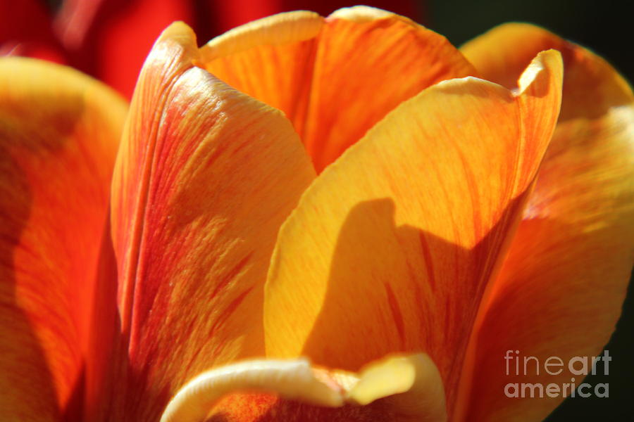 Tulip Petals Photograph by Lori Mellen-Pagliaro