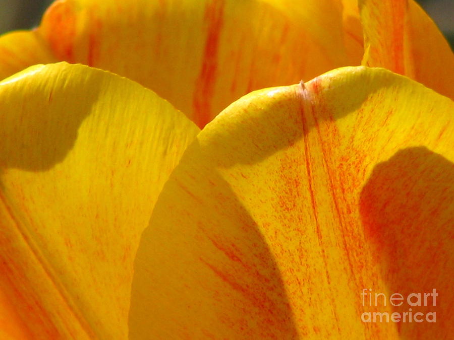Tulip Petals Photograph by Roxy Riou