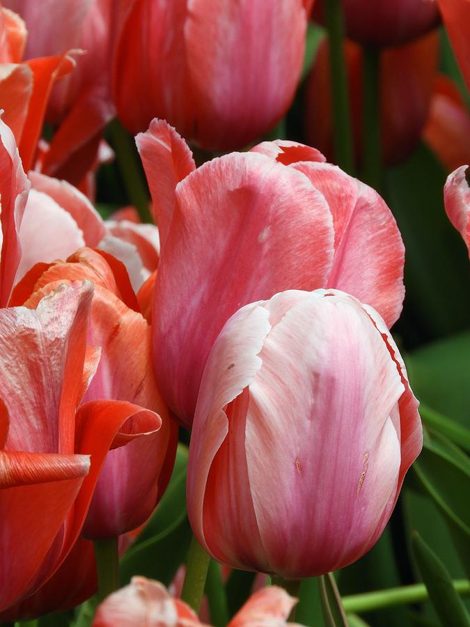 Tulip Pink Photograph by Barbara Ebeling
