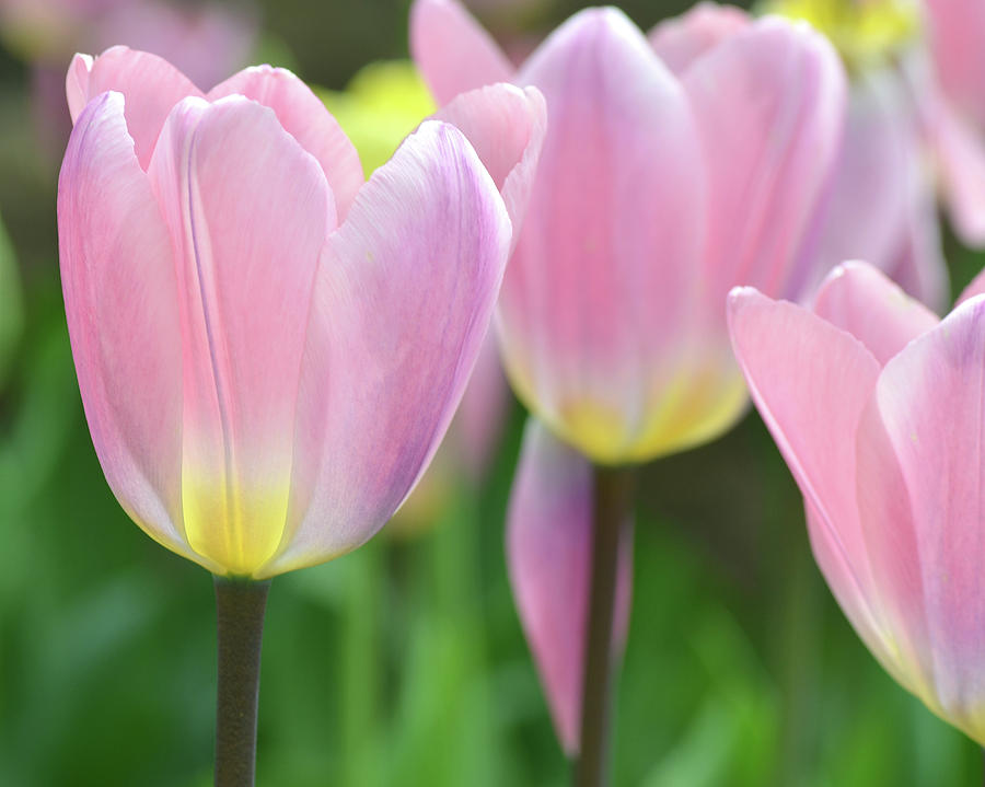 Tulip Pinks Photograph by Sue Overson