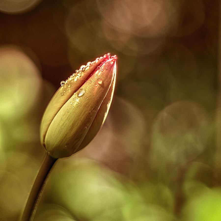 Tulip Photograph by Plamen Petkov