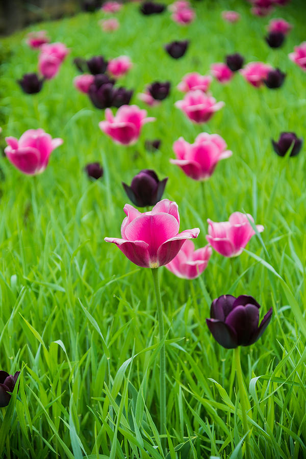 Tulip Popping Photograph