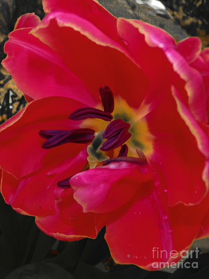 Tulip Portrait Photograph by Judy Hall-Folde