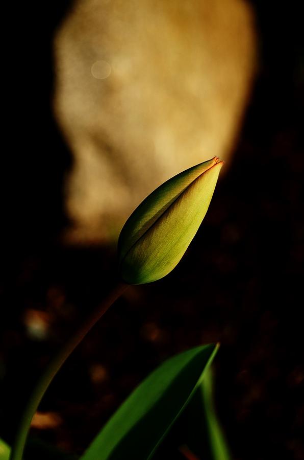 Tulip Pre Bloom Photograph By Lisa Kleiner - Fine Art America