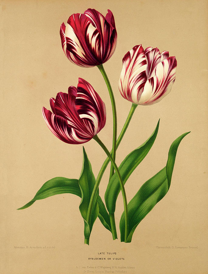 Tulip Painting - Tulip print by Unknown artist