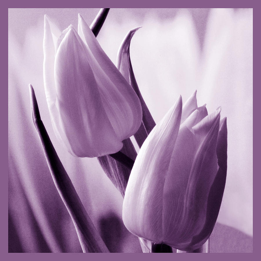Tulip Purple Tint. Photograph by Terence Davis