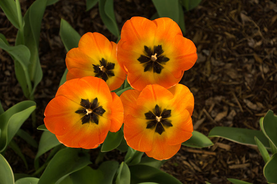 Tulip Quartet - Enjoying the Beauty of Spring Photograph by Georgia Mizuleva
