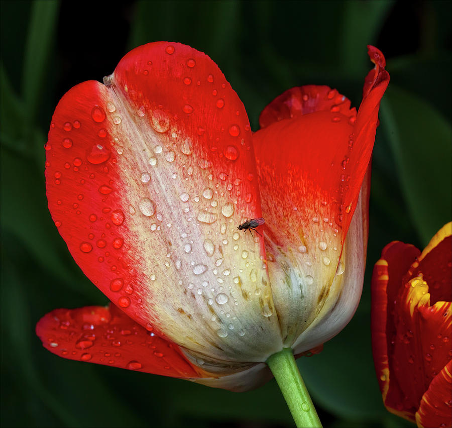 Tulip Raindrops and Fly Photograph by Robert Ullmann