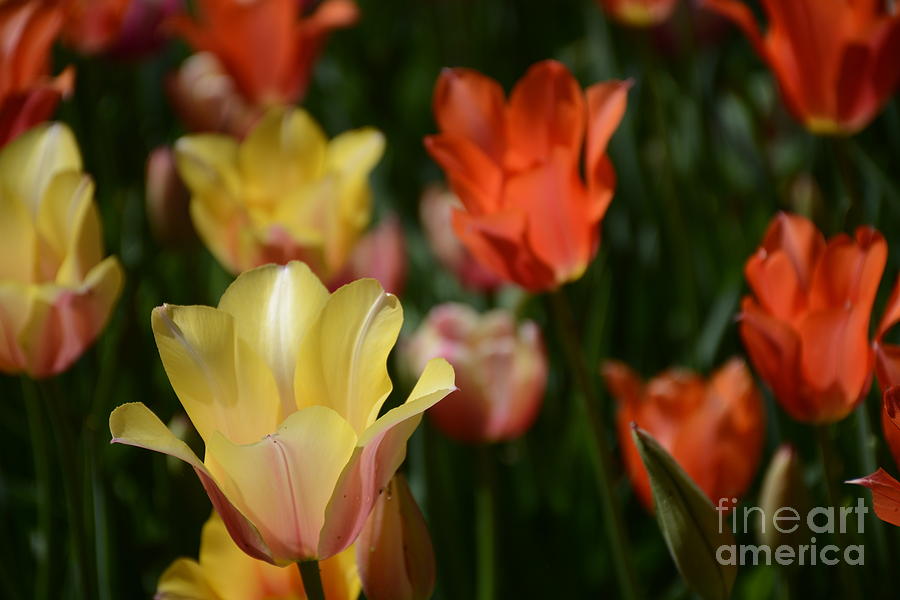 Tulip Raise Your Voice Photograph by Constance Woods