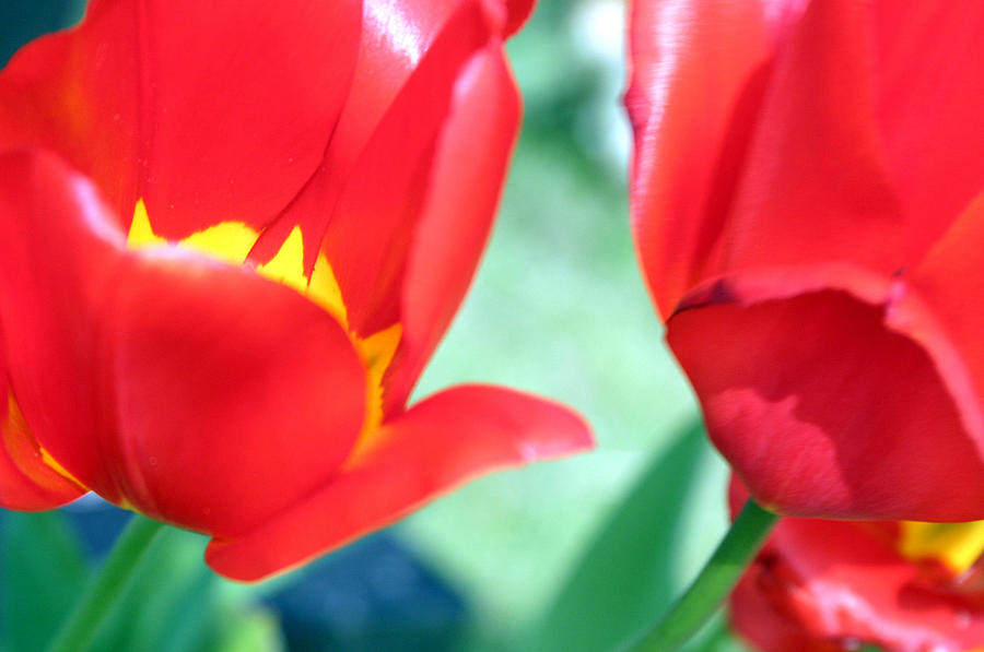 Tulip Red Photograph by Jez C Self