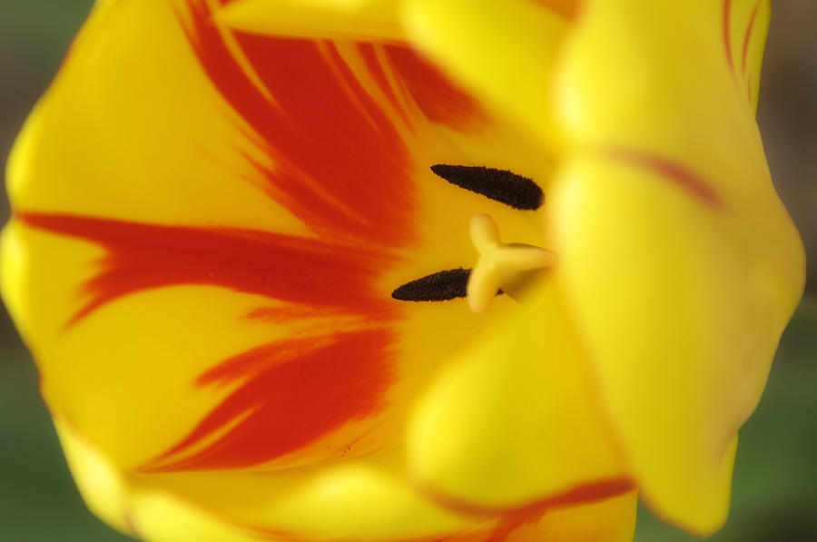 Lily Photograph - Tulip by Rich Stecher