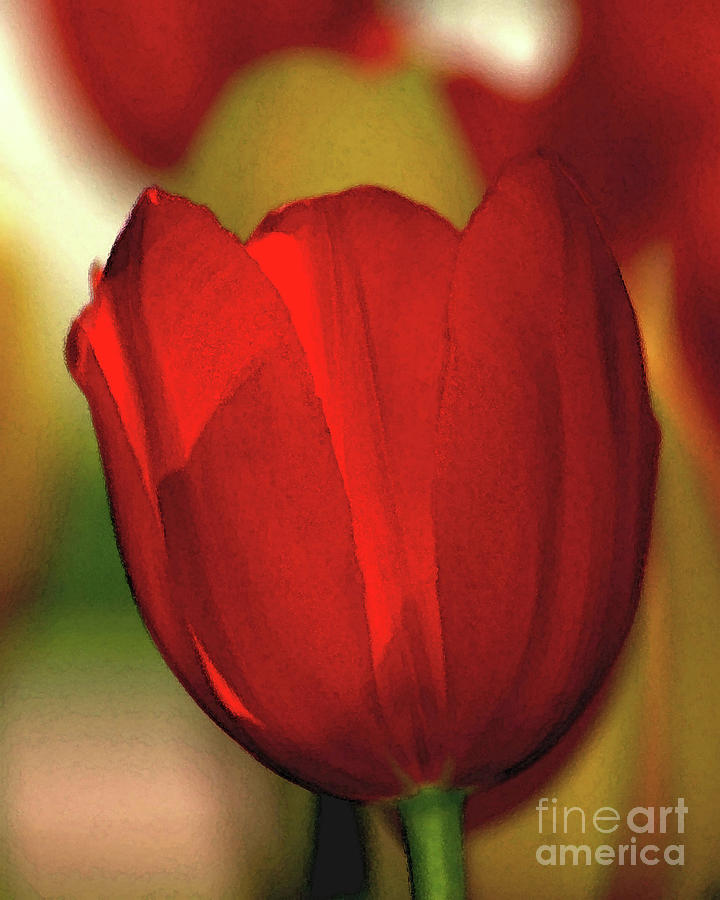 Tulip  Photograph by Robert Suggs
