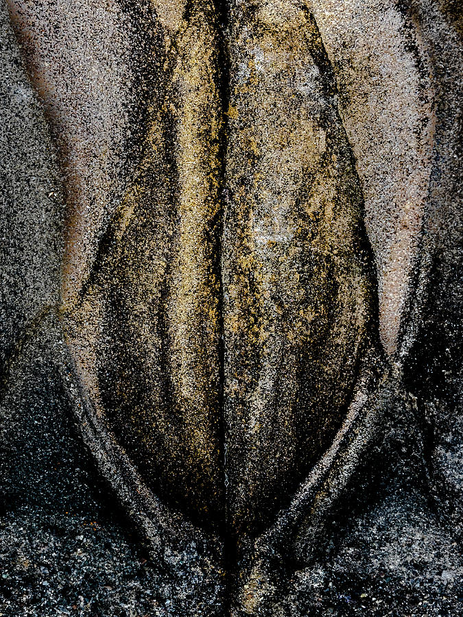 Stone Tulip Photograph by Alan Hart