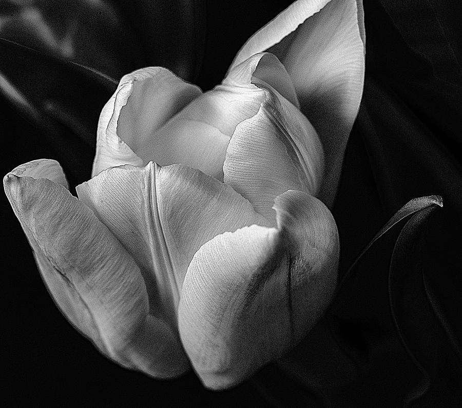 Tulip Photograph by Roger Lapinski