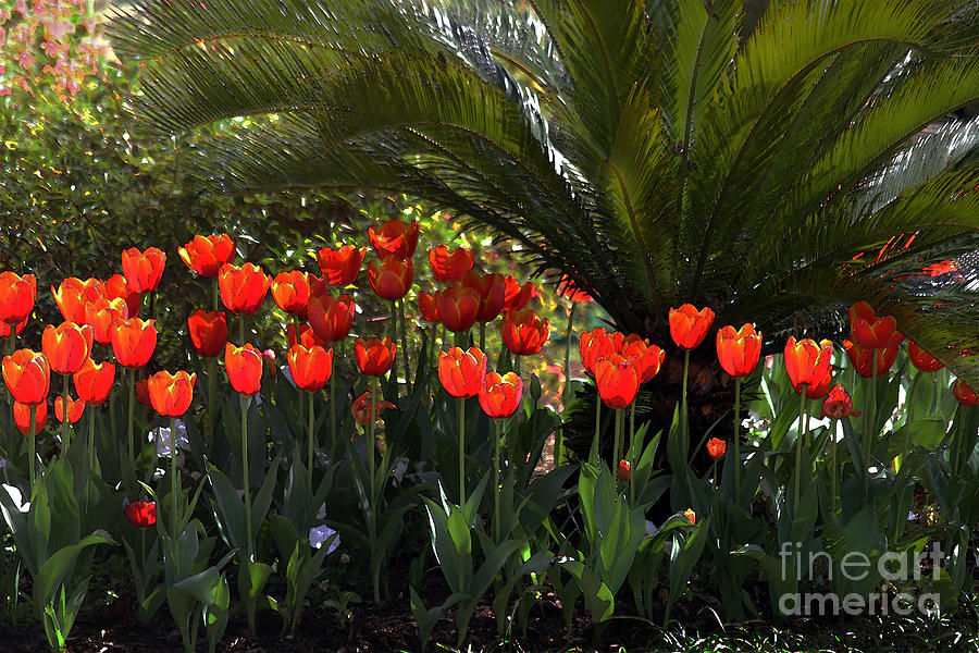 Tulip Row Under a Palmetto Photograph by Catherine Sherman