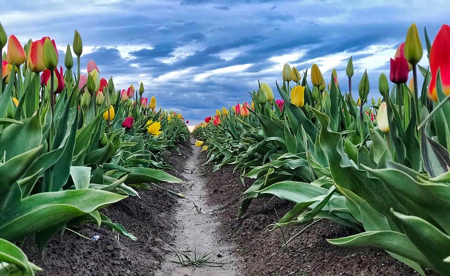 Tulip Rows Photograph by Brian Eberly