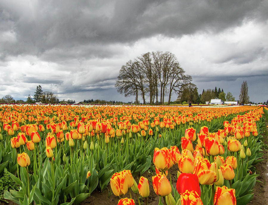 Tulip Rows Photograph by Jean Noren