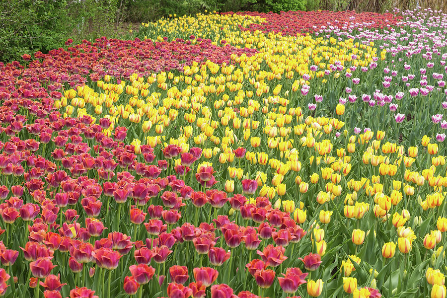 Tulip Rows Photograph by Josef Pittner