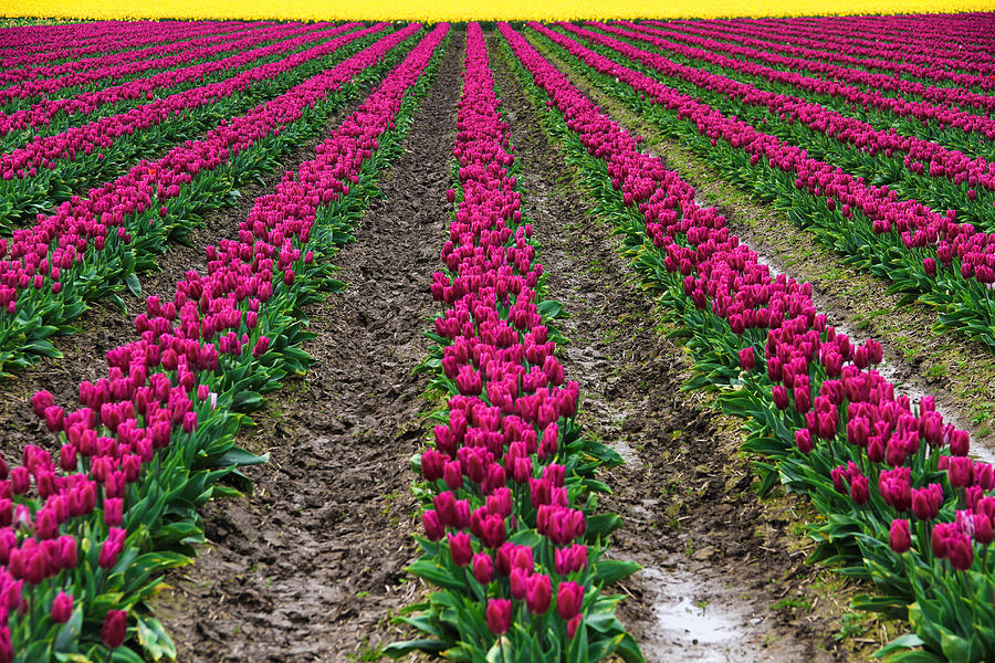 Tulip Rows to Gold Photograph by Juli Ellen