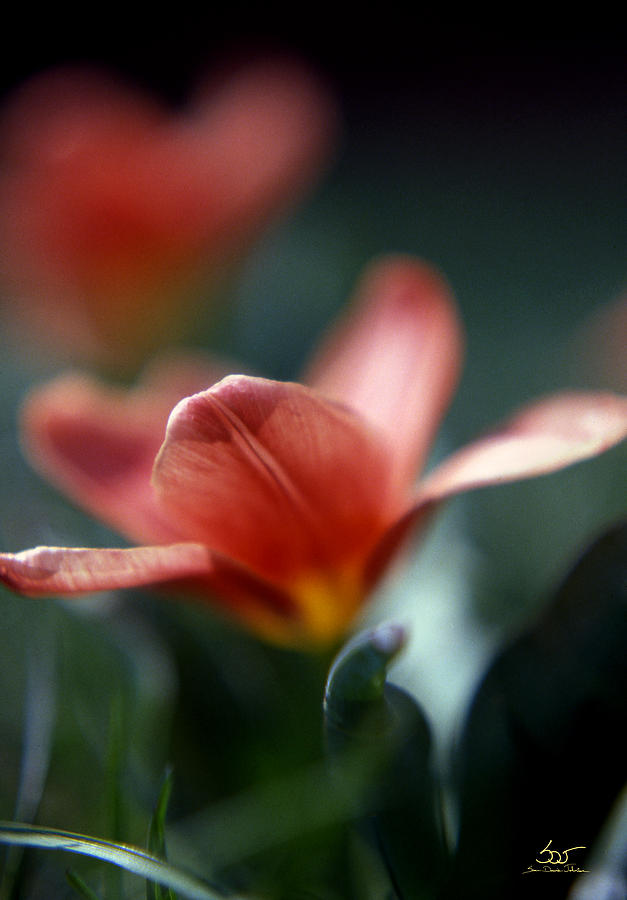 Tulip Photograph by Sam Davis Johnson