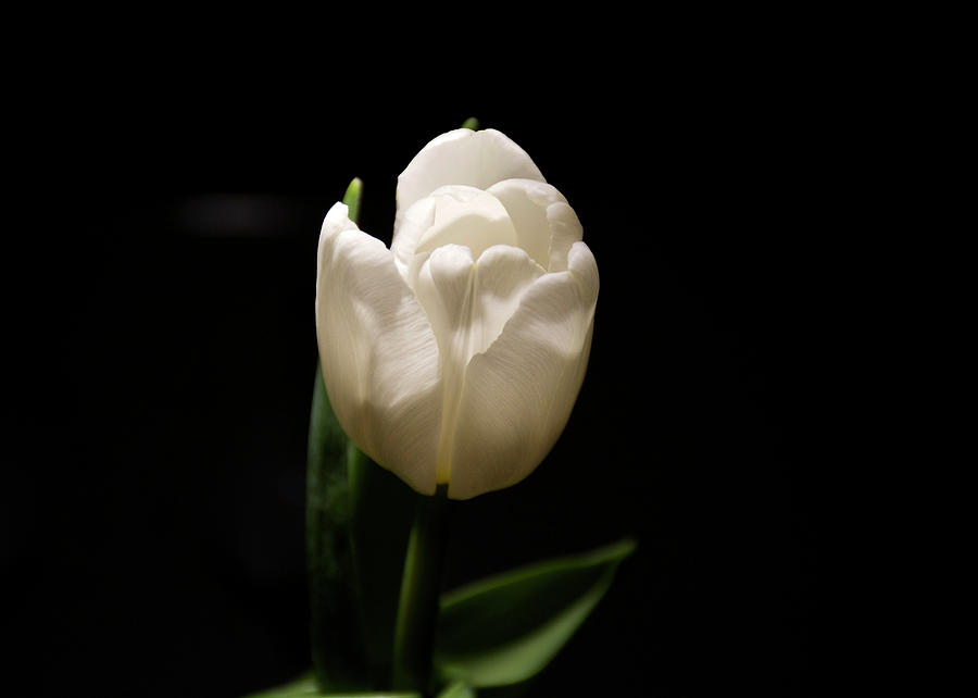 Tulip season #1 Photograph by Ellery Russell