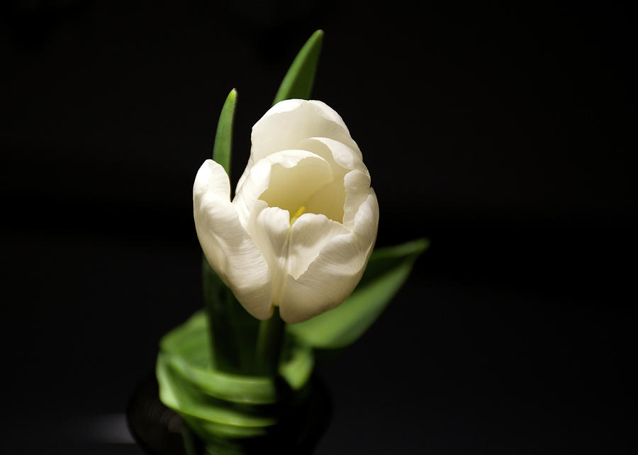 Tulip Season #2 Photograph by Ellery Russell