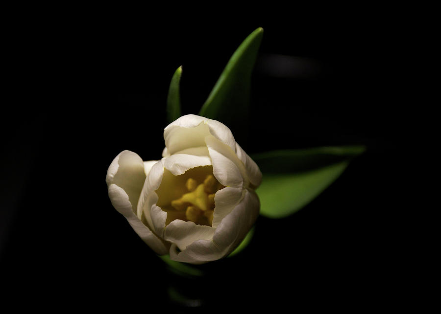 Tulip Season #3 Photograph by Ellery Russell