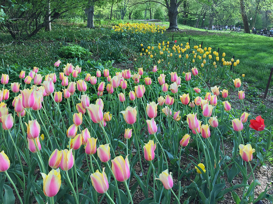 Tulip Season In Central Park Photograph by Muriel Levison Goodwin ...