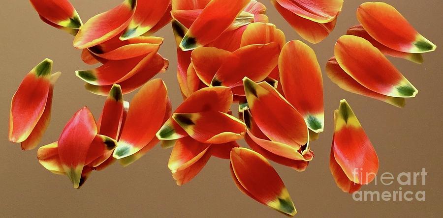Tulip Series 1-1 Photograph by J Doyne Miller