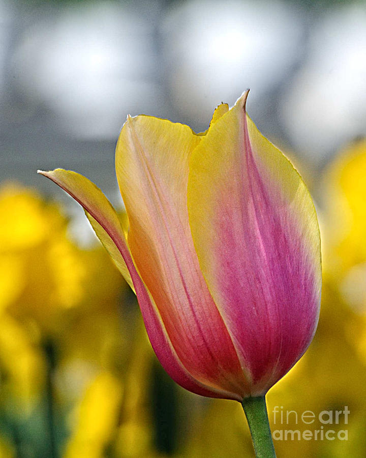 Tulip Series 11 Photograph by Edward Sobuta