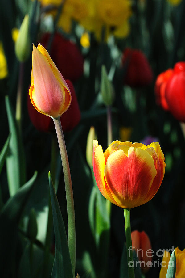 Tulip Photograph - Tulip Series 13 by Edward Sobuta