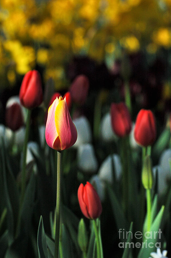 Tulip Series 14 Photograph by Edward Sobuta