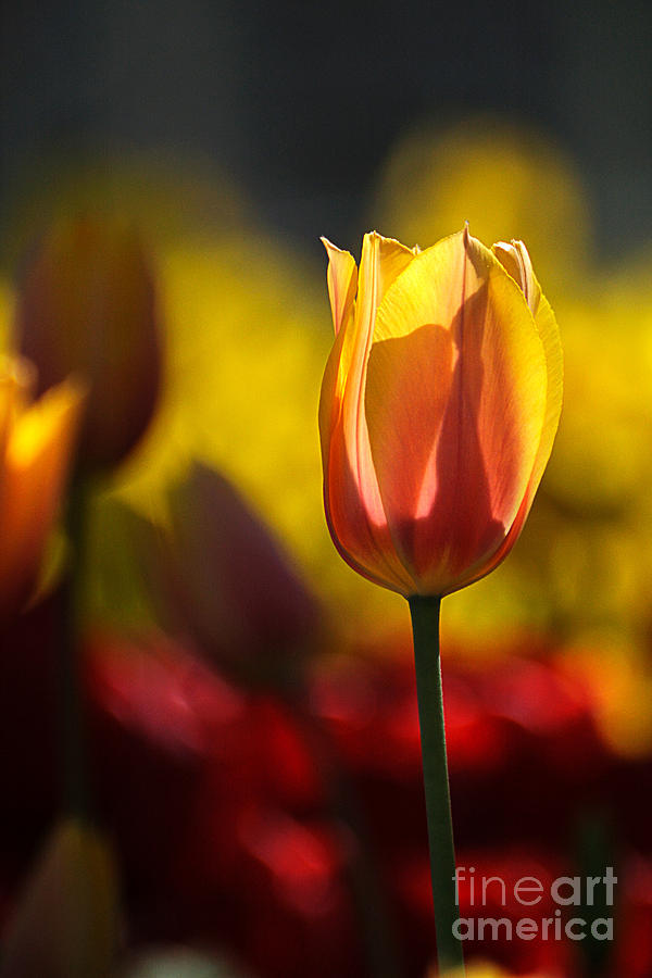 Tulip Series 2 Photograph by Edward Sobuta
