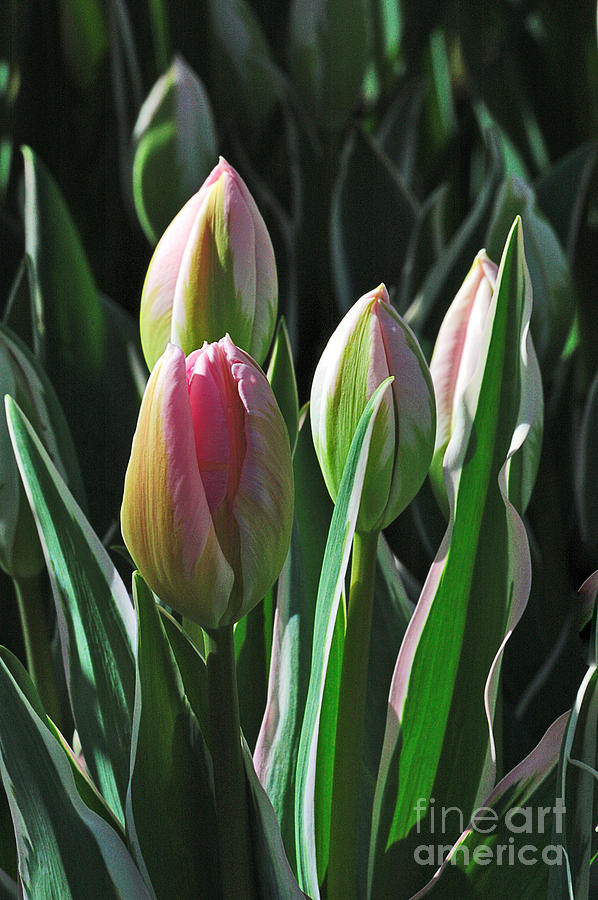 Tulip Series 3 Photograph by Edward Sobuta