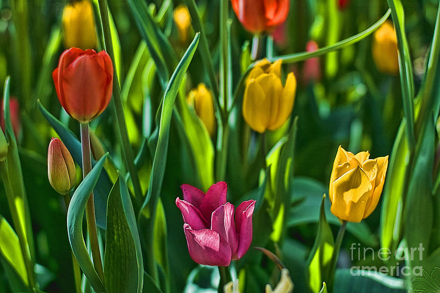 Tulip Series 5 Photograph by Edward Sobuta
