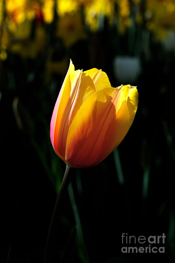 Tulip Series 6 Photograph by Edward Sobuta
