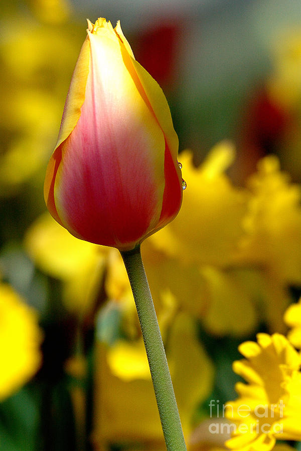 Tulip Photograph - Tulip Series 7 by Edward Sobuta