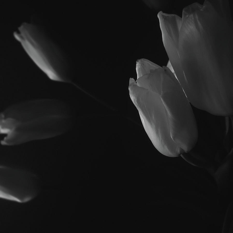 Tulip Photograph - Tulip service by Marcus Hammerschmitt