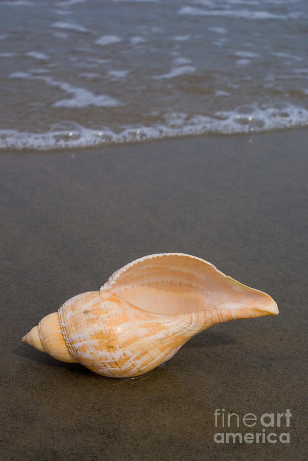 Tulip shell Photograph by Anthony Totah